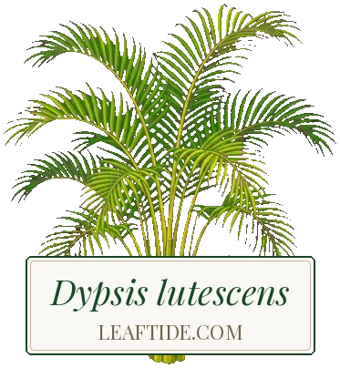 Dypsis lutescens