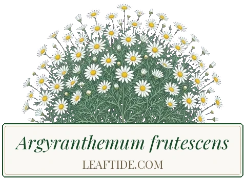 Argyranthemum frutescens