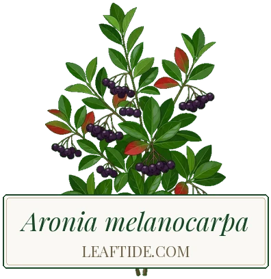 Aronia melanocarpa