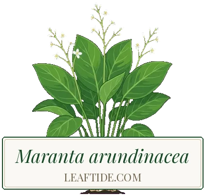 Maranta arundinacea