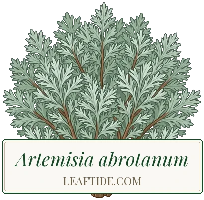 Artemisia abrotanum