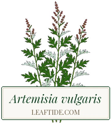 Artemisia vulgaris