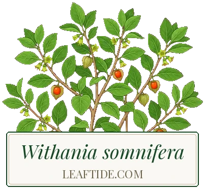 Withania somnifera