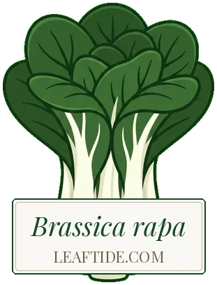 Brassica rapa