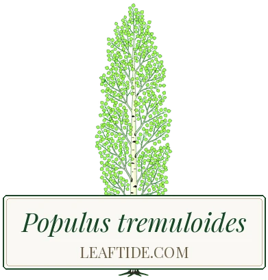 Populus tremuloides