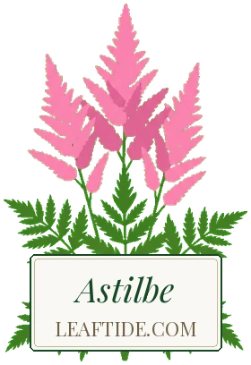Astilbe