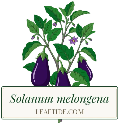 Solanum melongena