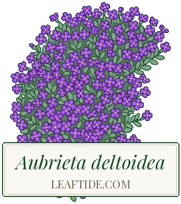 Aubrieta deltoidea