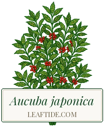 Aucuba japonica