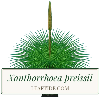 Xanthorrhoea preissii