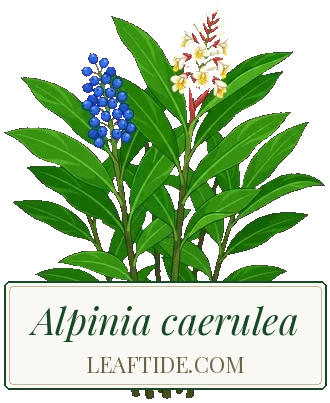 Alpinia caerulea