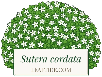 Sutera cordata