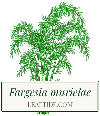 Fargesia murielae