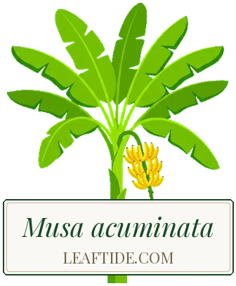 Musa acuminata