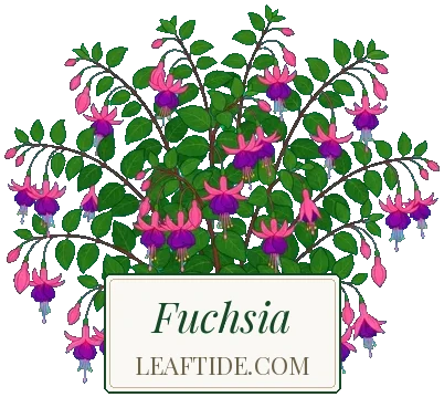 Fuchsia