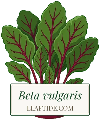 Beta vulgaris