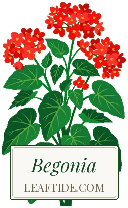 Begonia