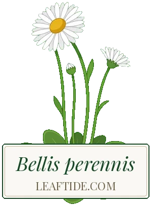 Bellis perennis