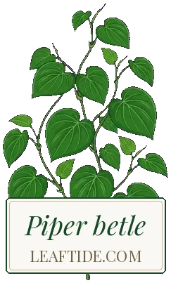 Piper betle