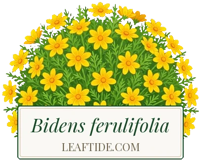 Bidens ferulifolia