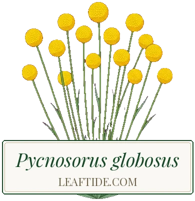Pycnosorus globosus