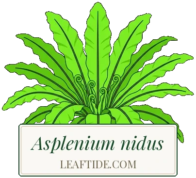 Asplenium nidus