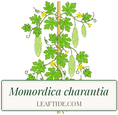 Momordica charantia