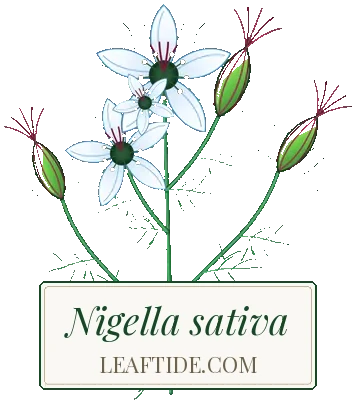 Nigella sativa