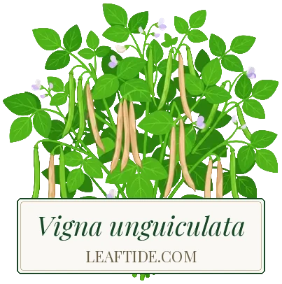 Vigna unguiculata