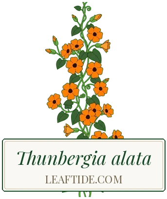 Thunbergia alata