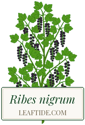 Ribes nigrum