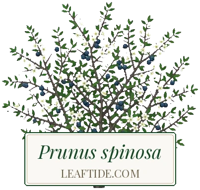 Prunus spinosa