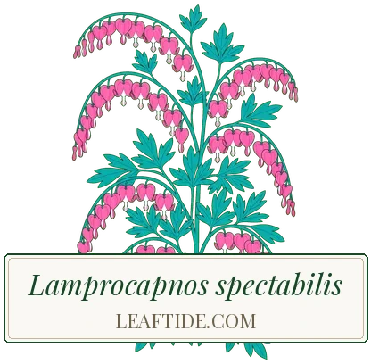 Lamprocapnos spectabilis