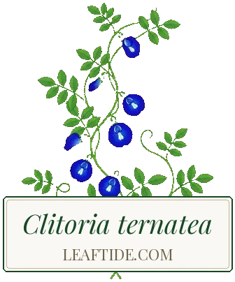 Clitoria ternatea