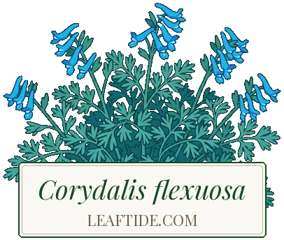 Corydalis flexuosa