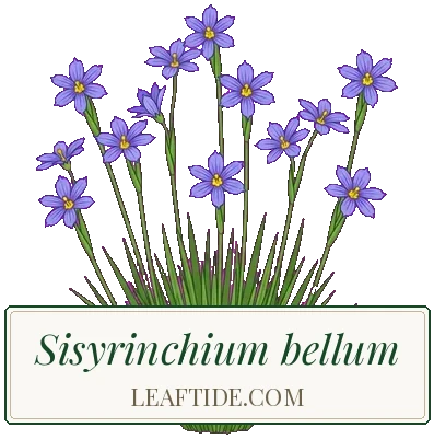 Sisyrinchium bellum