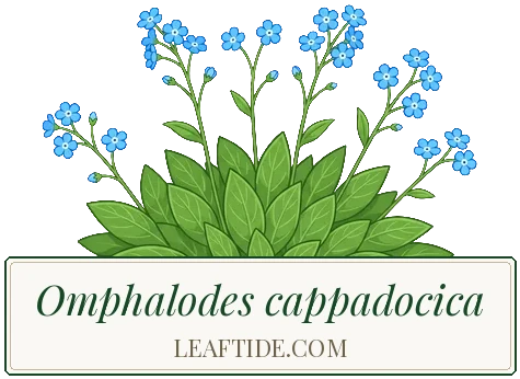Omphalodes cappadocica