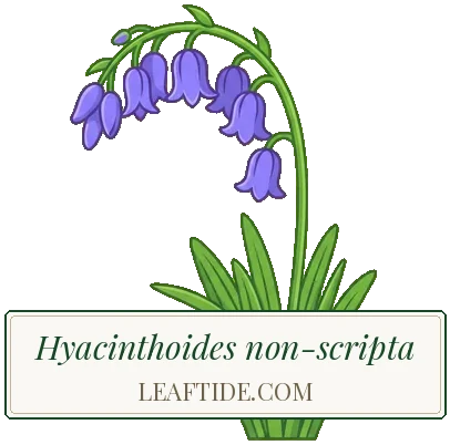 Hyacinthoides non-scripta