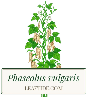 Phaseolus vulgaris