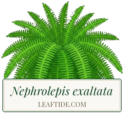Nephrolepis exaltata