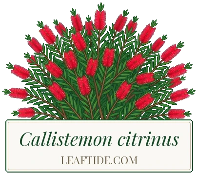 Callistemon citrinus