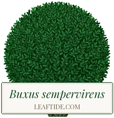 Buxus sempervirens