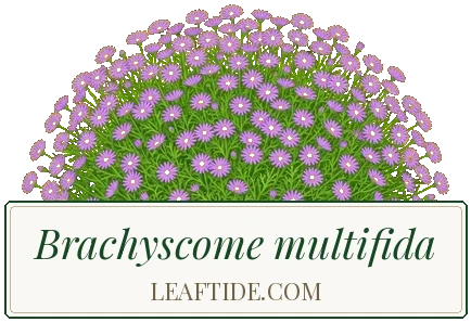Brachyscome multifida