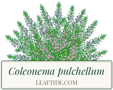 Coleonema pulchellum