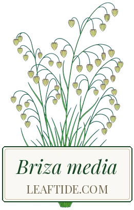 Briza media