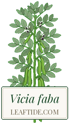 Vicia faba