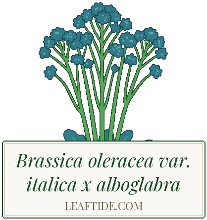 Brassica oleracea var. italica x alboglabra