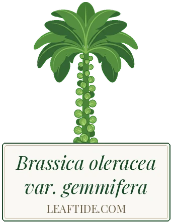Brassica oleracea var. gemmifera