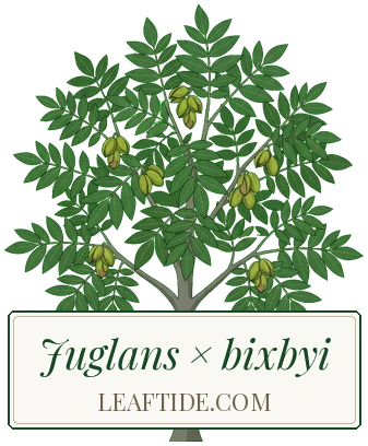 Juglans × bixbyi
