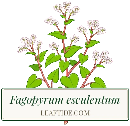 Fagopyrum esculentum